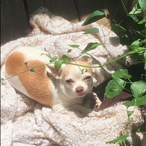 Meet your Posher, Ann